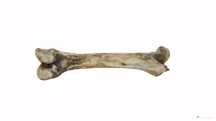 Pig Bone