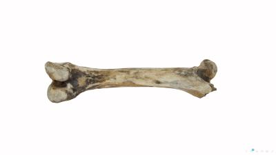 Pig Bone