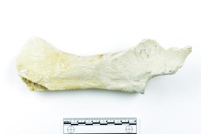 Pelvis 1986.008.0818