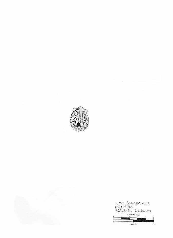 Artifact Drawing - Scallop Shell