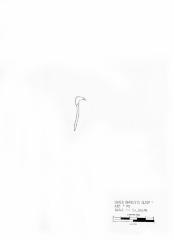 Artifact Drawing - Barrette Clasp