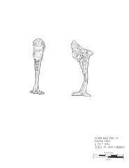 Artifact Drawing - Bird Foot