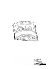 Artifact Drawing - Sherd 